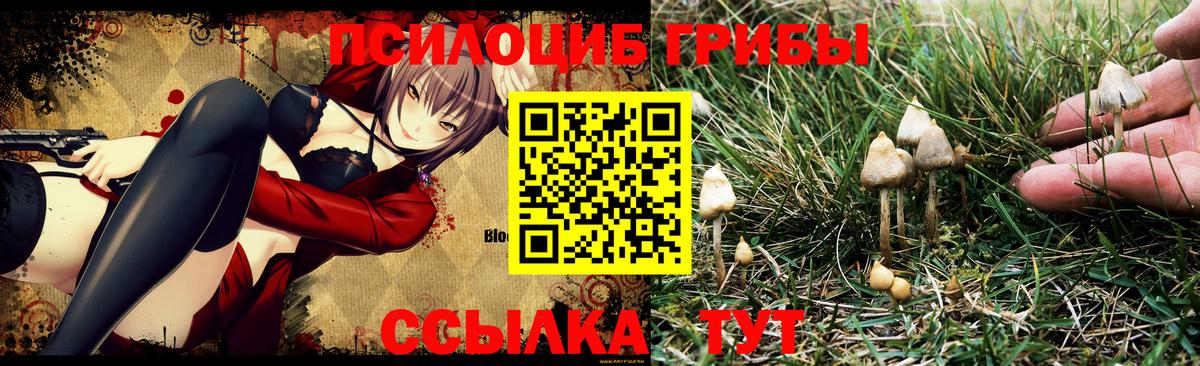 Псилоцибиновые грибы GOLDEN TEACHER Краснодар